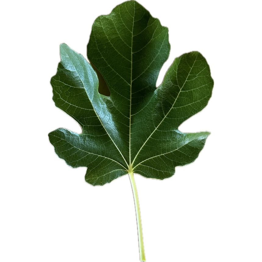 LSU Strawberry Fig Leaf