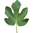La Joya Fig Leaf