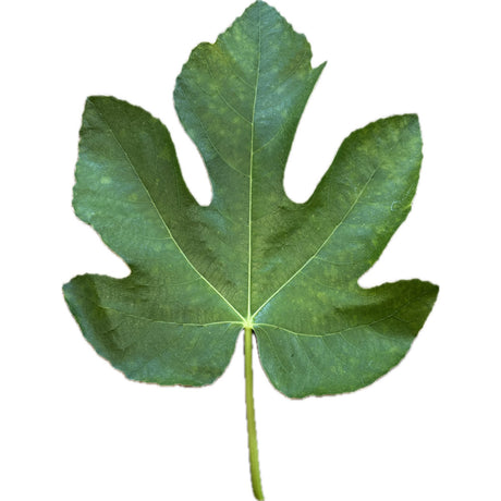 La Joya Fig Leaf