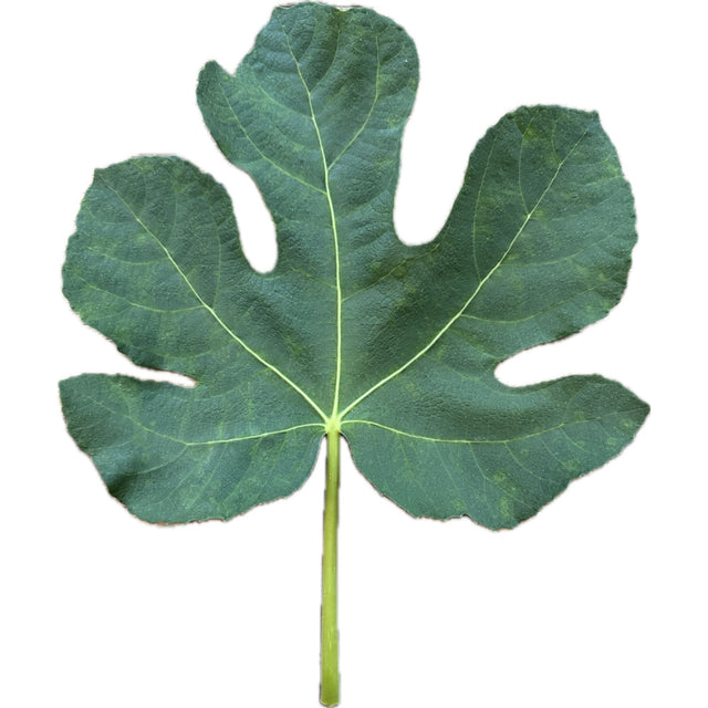 La Magdeleine Fig Leaf