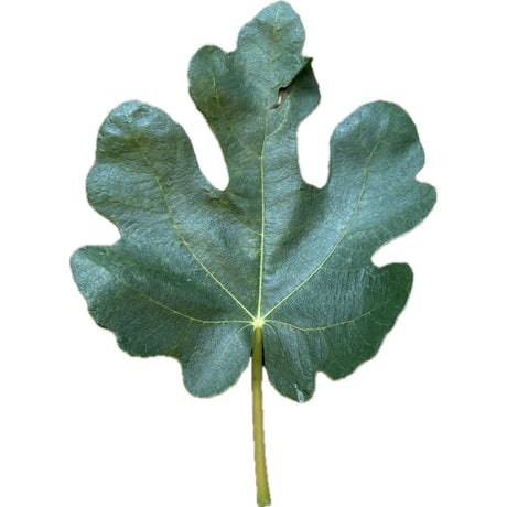 La Vierge Fig Leaf