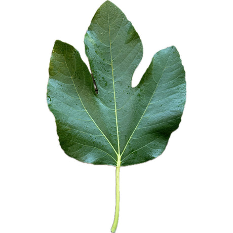 Labritja Fig Leaf