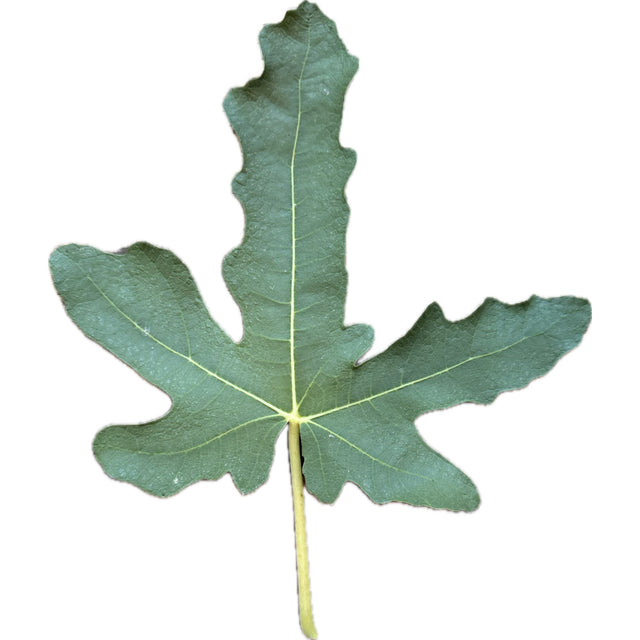 Leon's Montenegro Fig Leaf
