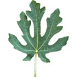 Longshoreman Unknown Fig Leaf