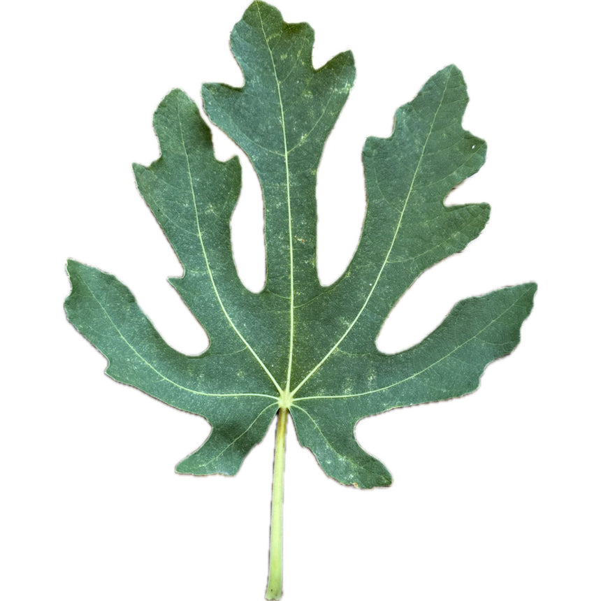 Longshoreman Unknown Fig Leaf