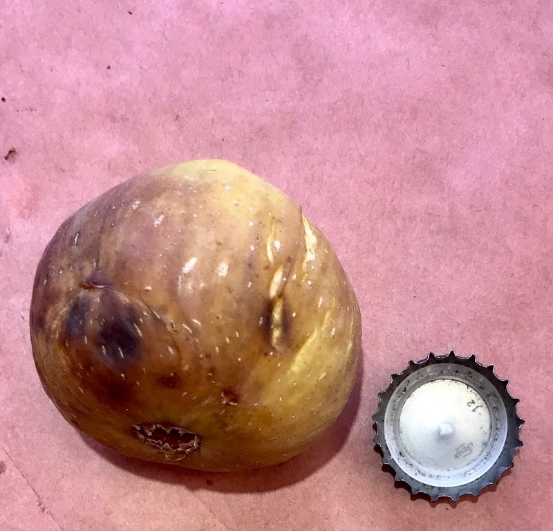 Longshoreman Unknown Fig Whole Fruit