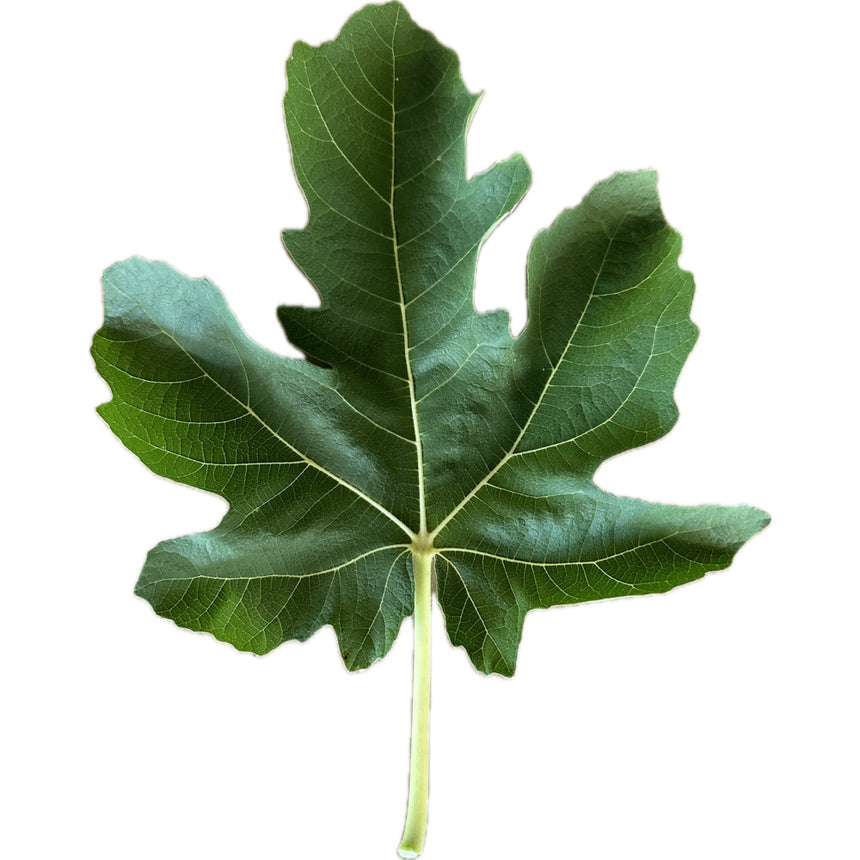 Longue D'aout Fig Leaf