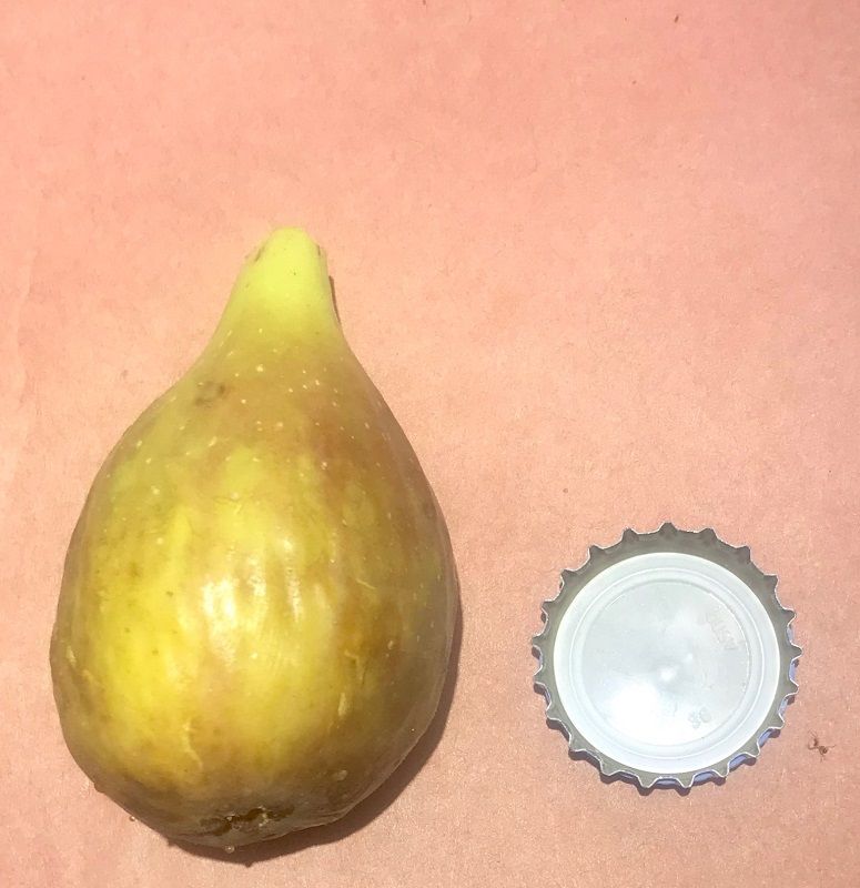 Longue D'Aout Fig Whole Fruit