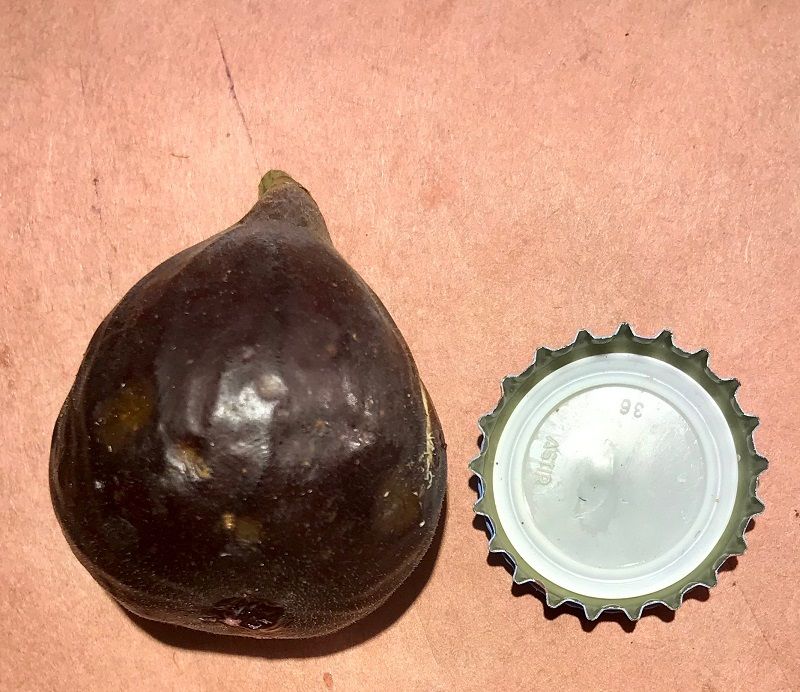 Marseilles Black VS Fig Whole Fruit