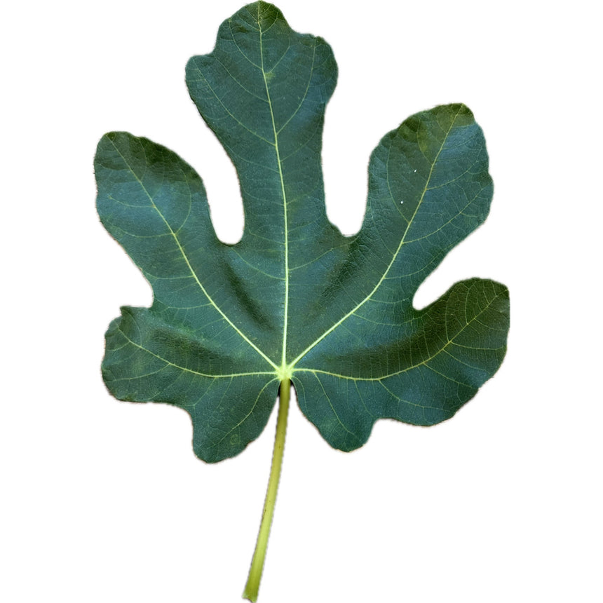 Madeleine Des Deux Saisons Fig Leaf