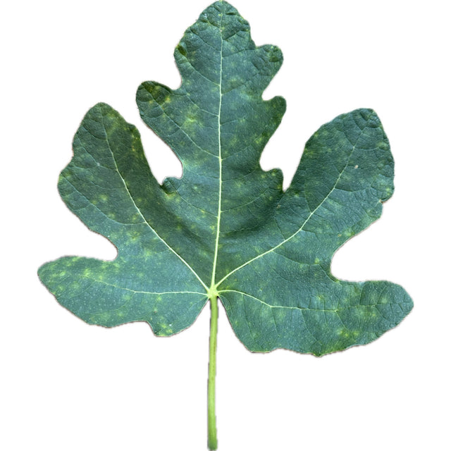 Malta Black Fig Leaf