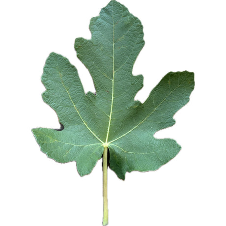 Manresa Fig Leaf