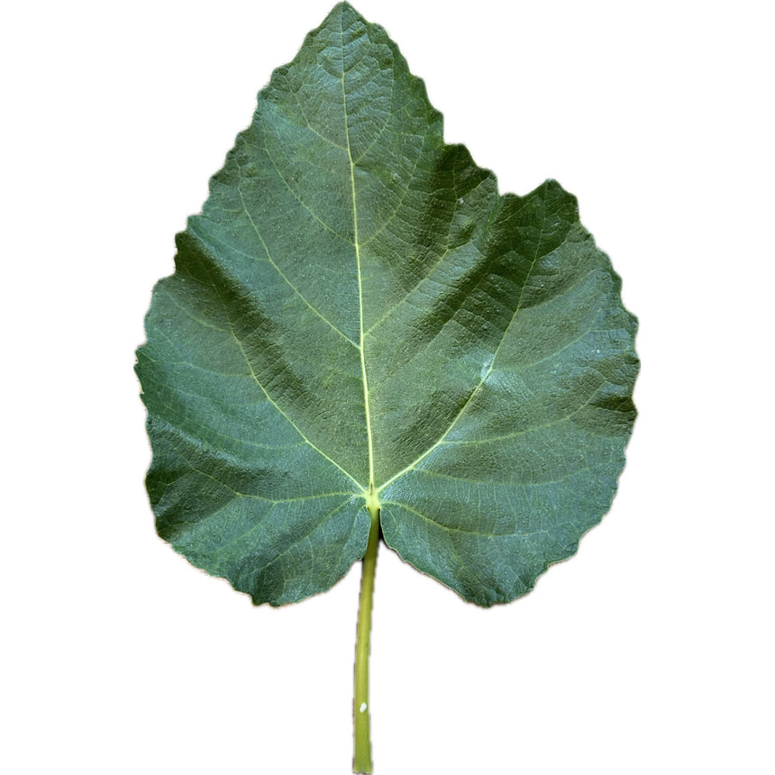 Mario 48 Castel Trosino Fig Leaf