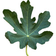 Maroc 23 Fig Leaf