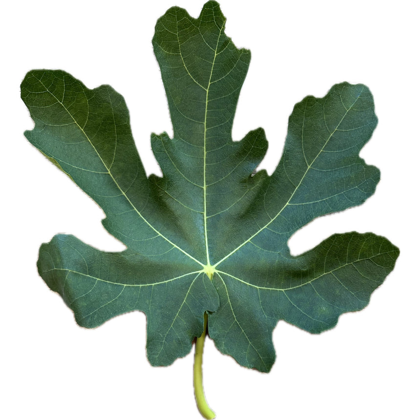 Maroc 23 Fig Leaf