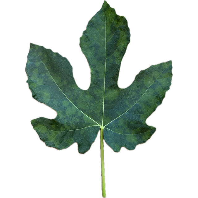 Marseillaise Fig Leaf