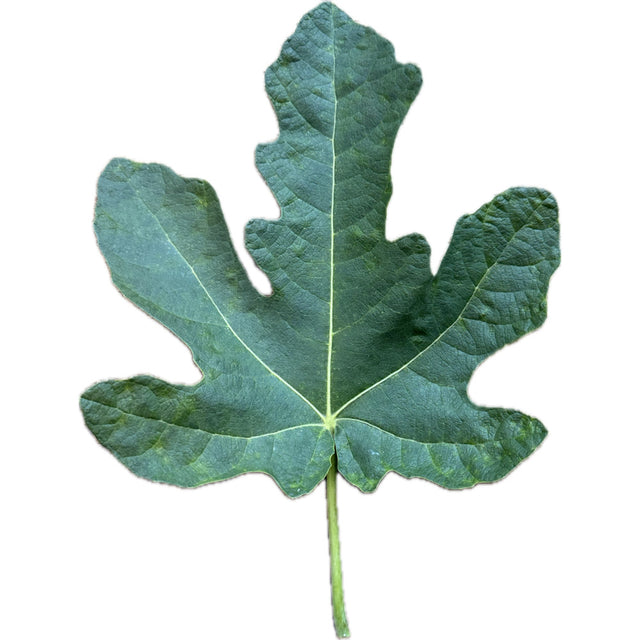 Marseilles Black VS Fig Leaf