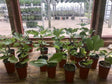 Martinenca Blanca Fig Rooted Cuttings