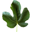 Martinenca Rimada Fig Leaf