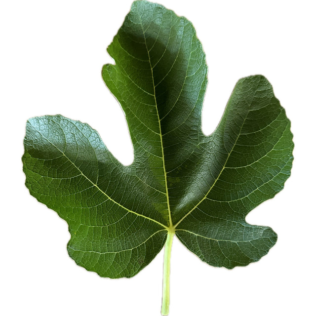 Martinenca Rimada Fig Leaf