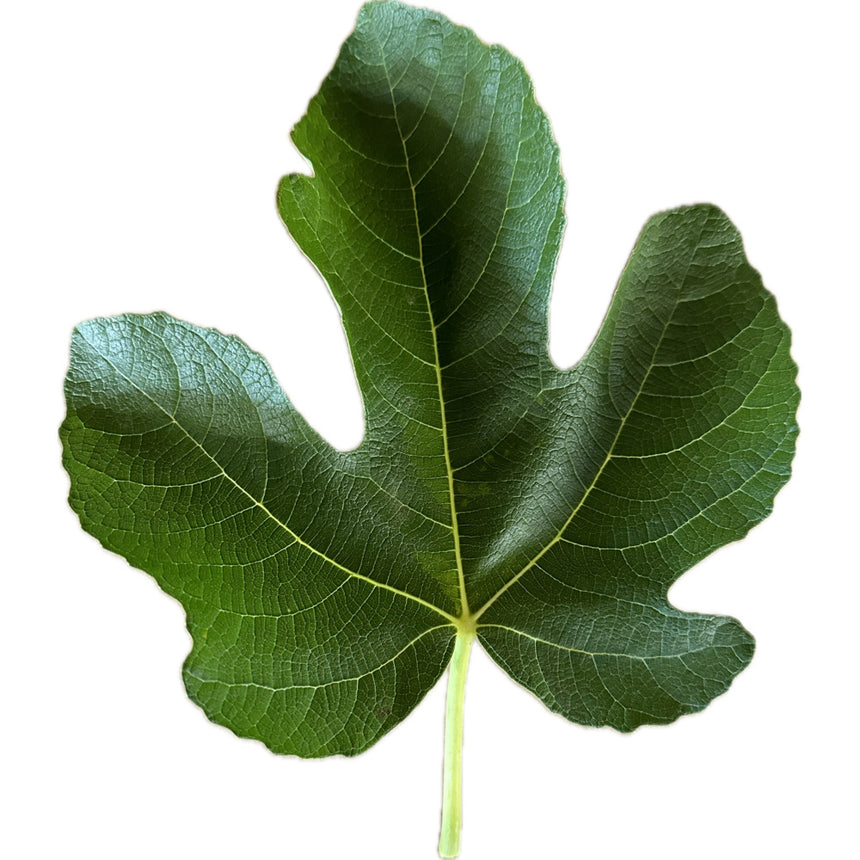 Martinenca Rimada Fig Leaf