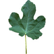 Mary Lane Seedless Fig Leaf