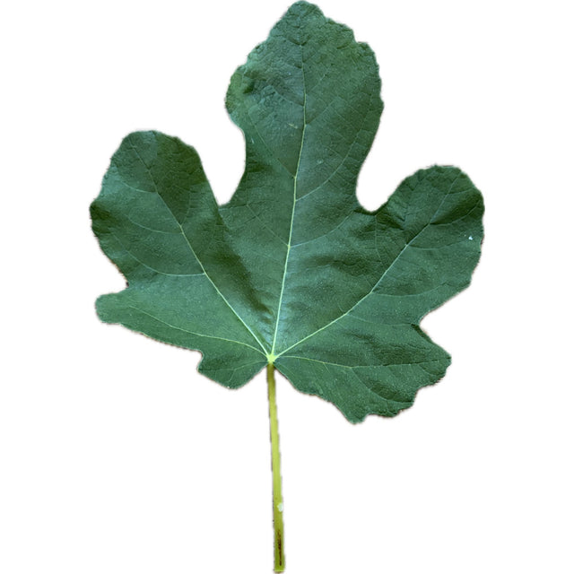 Mary Lane Seedless Fig Leaf