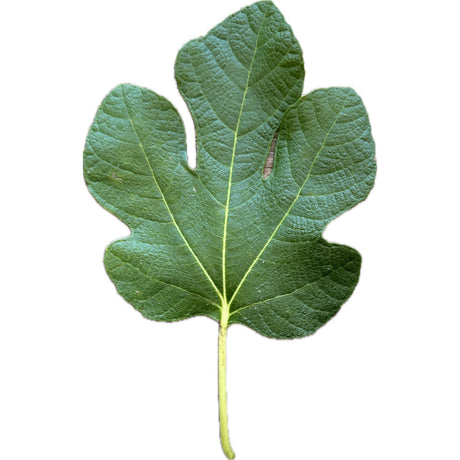 Mattepinta Fig Leaf