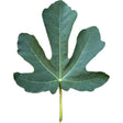 Medici #1 Fig Leaf