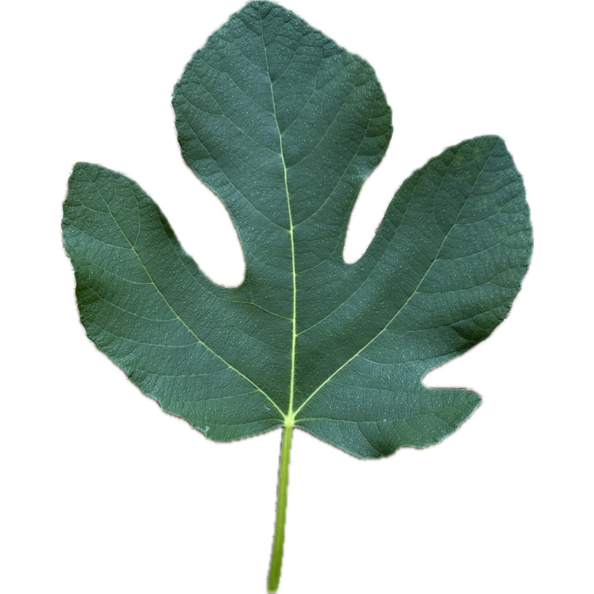 Michurinska-10 Fig Leaf