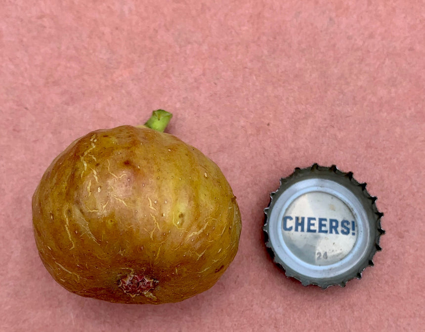 Michurinska-10 Fig Whole Fruit