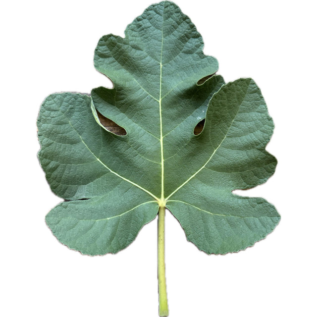 Moellada Fig Leaf