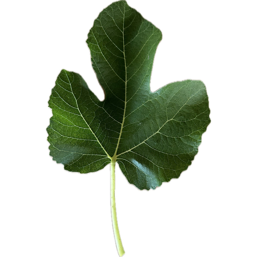 Moscatel Preto Fig Leaf