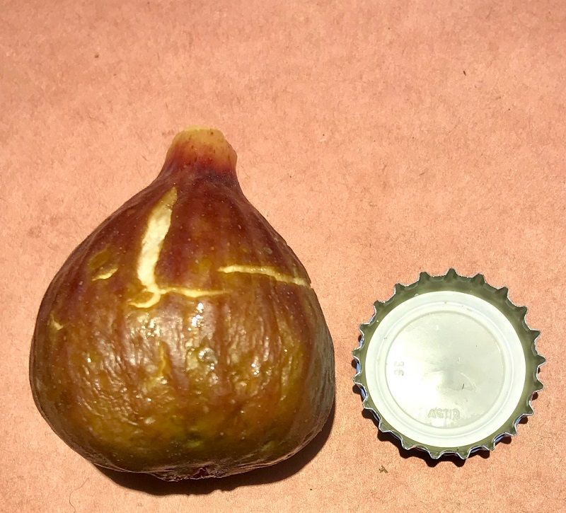 Moscatel Preto Fig Whole Fruit