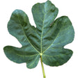 Natalino Fico Cirino Fig Leaf