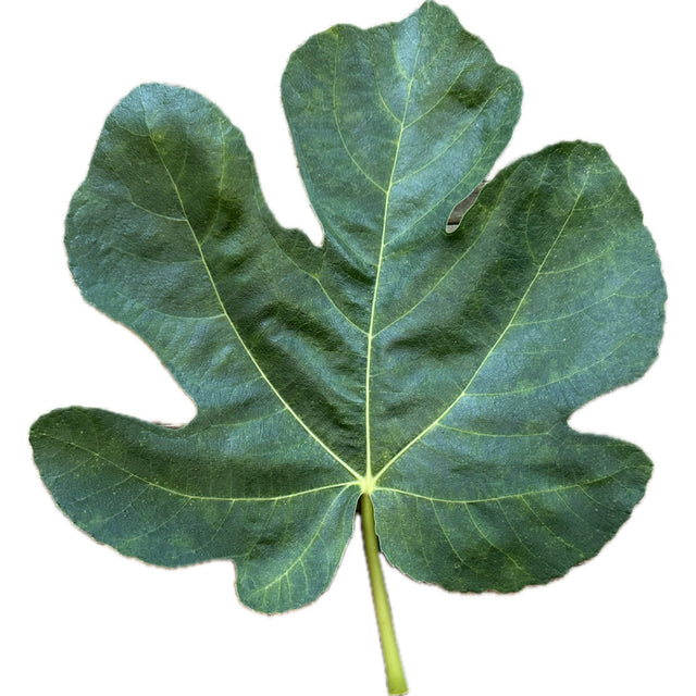 Natalino Fico Cirino Fig Leaf