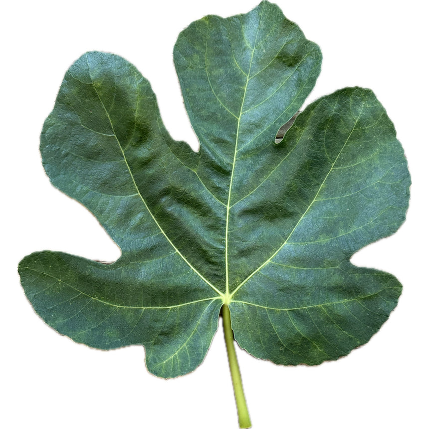 Natalino Fico Cirino Fig Leaf