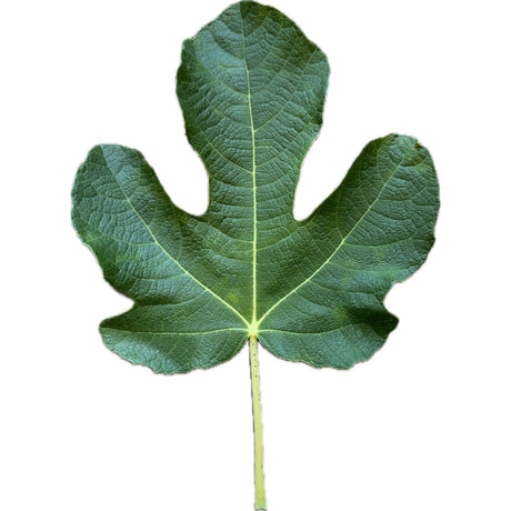 Negra D'Agde Fig Leaf
