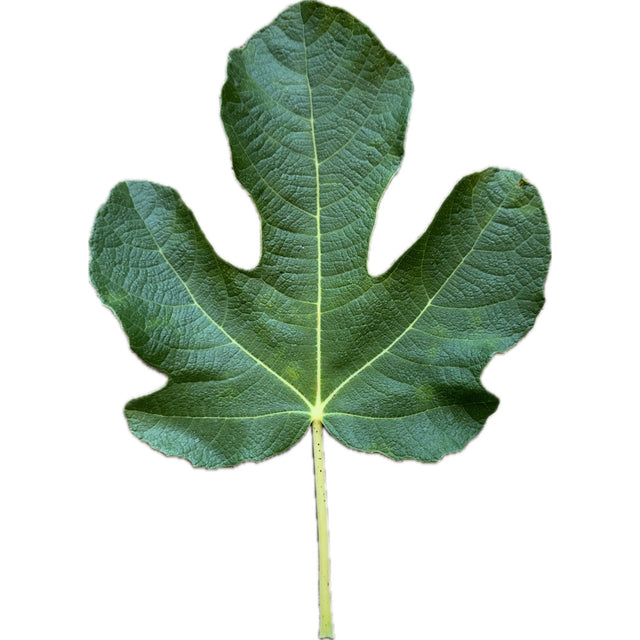 Negra D'Agde Fig Leaf