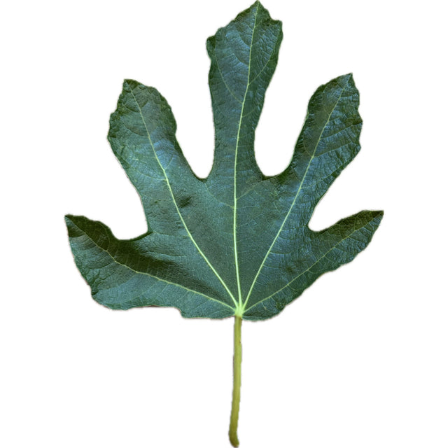 Negronne Fig Leaf