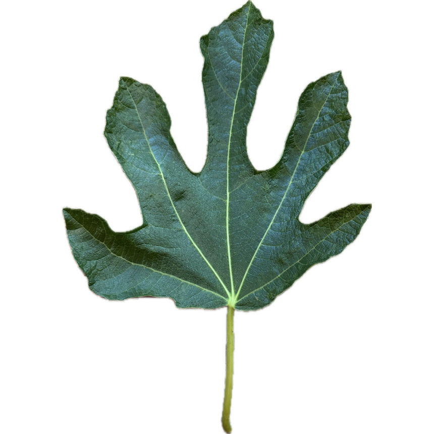 Negronne Fig Leaf