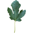 Nerucciolo D'Elba Fig Leaf