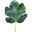 Nin ZS Fig Leaf