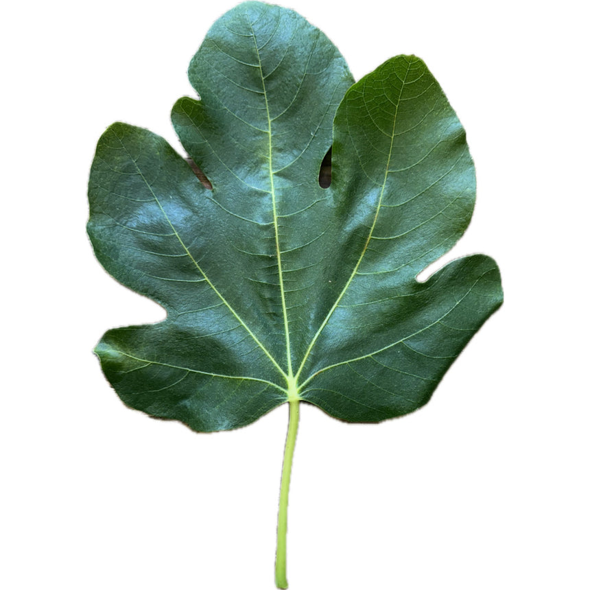 Nin ZS Fig Leaf