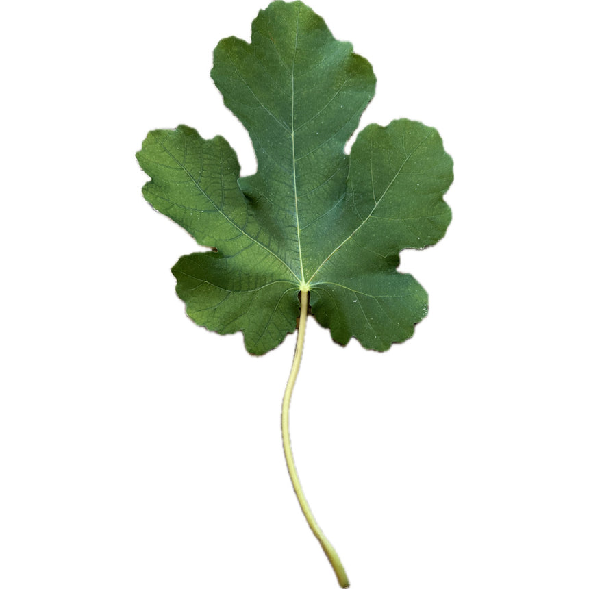 Noire de Berbentane Fig Leaf