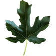 Nordland Fig Leaf