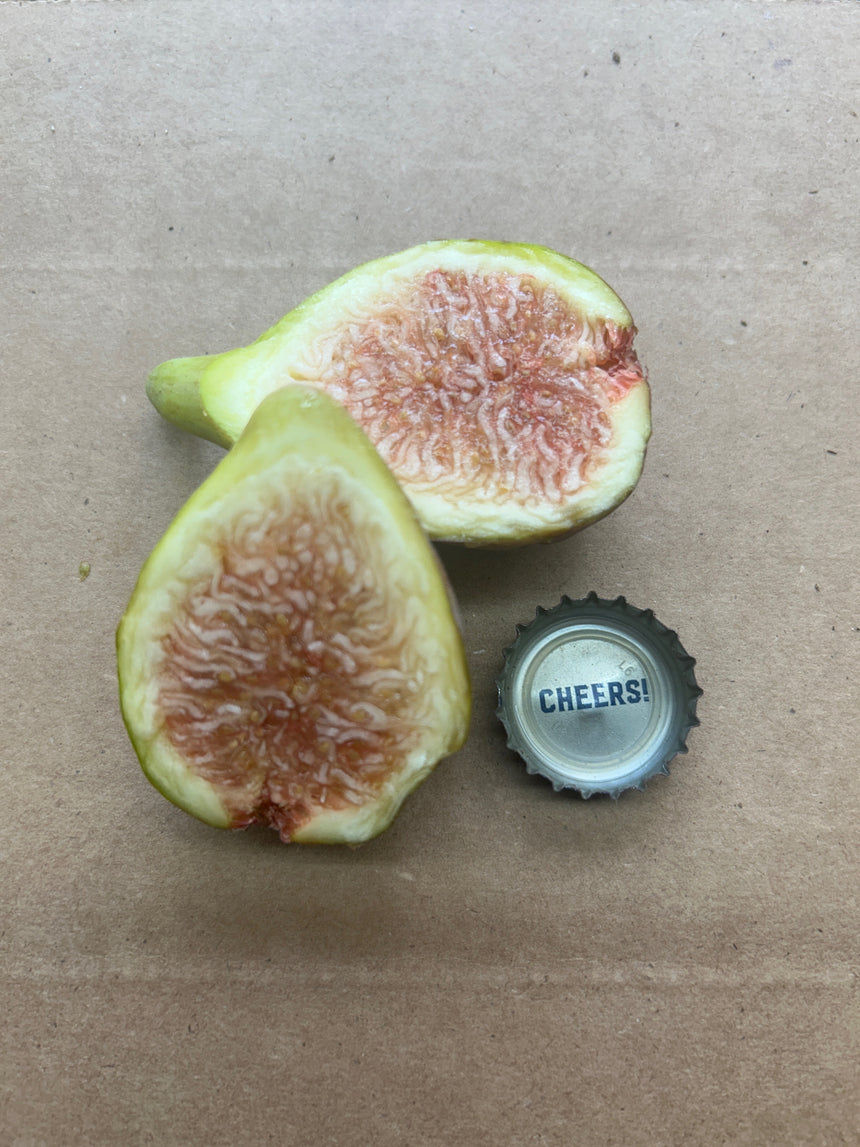 Nordland Fig Cross Section