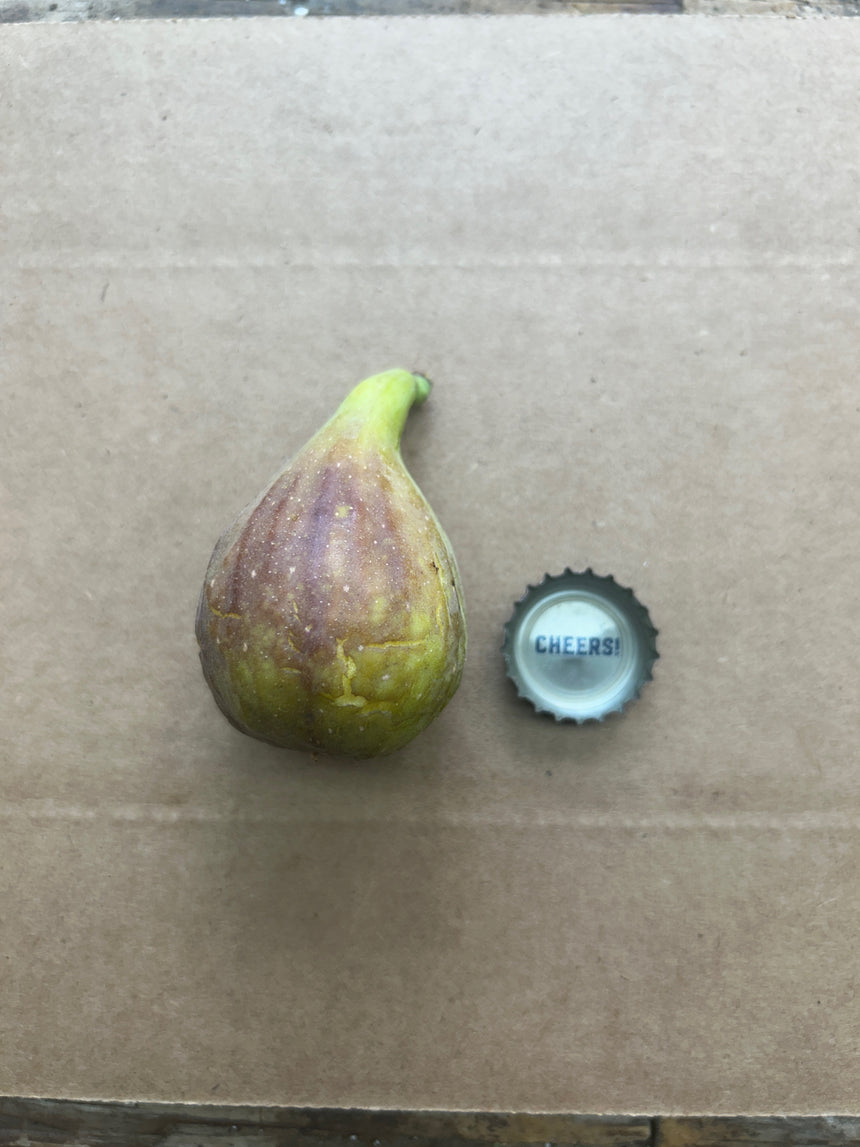 Nordland Fig Whole Fruit