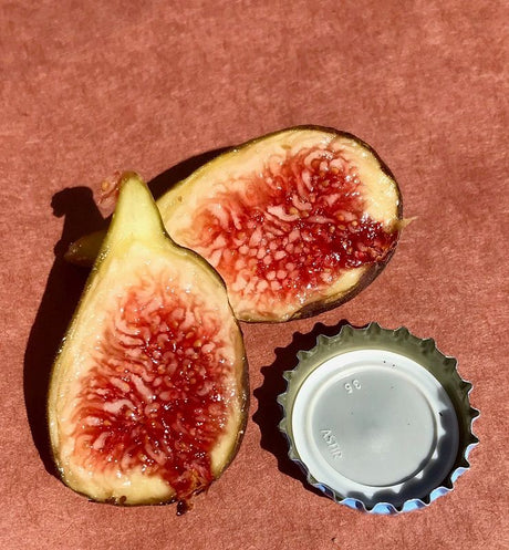 Norella Fig Cross Section