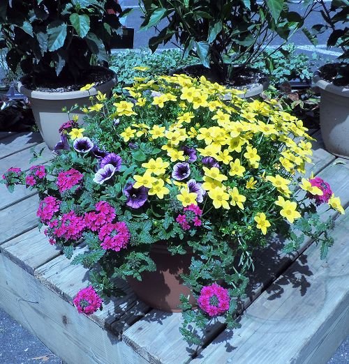 Paratjal Rimada Fig – Kremp Florist